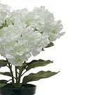 Vignone flowers  -  White hydrangea plant Flower Bouquet/Arrangement