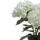 Vignone flowers  -  White hydrangea plant Flower Bouquet/Arrangement