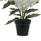 Vignone flowers  -  White hydrangea plant Flower Bouquet/Arrangement