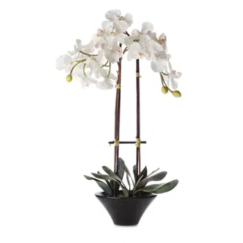 Milano blomster- Hvit Phalaenopsis Orkidé