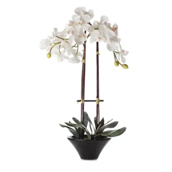 Italia Florarie online - Orhideea Phalaenopsis Albă Buchet