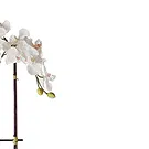 Vignone flowers  -  White Phalaenopsis Orchid Flower Bouquet/Arrangement