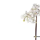 Vignone flowers  -  White Phalaenopsis Orchid Flower Bouquet/Arrangement