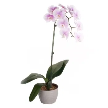 Włochy kwiaty- Gradientowa Biała Orchidea