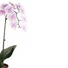 Vignone flowers  -  Gradient white orchid plant Flower Bouquet/Arrangement