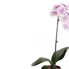 Vignone flowers  -  Gradient white orchid plant Flower Bouquet/Arrangement