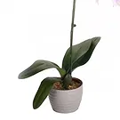 Vignone flowers  -  Gradient white orchid plant Flower Bouquet/Arrangement