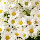 Brasilien Blumen Florist- Vase von Gänseblümchen für Geschenk und Schok Bouquet/Blumenschmuck
