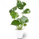 Berlin flowers  -  Window Leaf Flower Bouquet/Arrangement