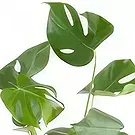 Berlin flowers  -  Window Leaf Flower Bouquet/Arrangement
