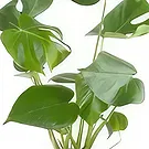 Berlin flowers  -  Window Leaf Flower Bouquet/Arrangement