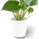 Berlin flowers  -  Window Leaf Flower Bouquet/Arrangement