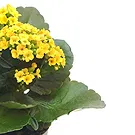 Italy flowers  -  Composition of yellow Kalanchoe Flower Bouquet/Arrangement