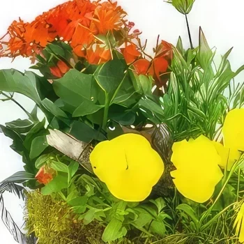 Montpellier Blumen Florist- Gelbe und orangefarbene Primel-Pflanzenschale Bouquet/Blumenschmuck