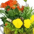 Le Precheur flowers  -  Yellow & Orange Primula Plant Cup Flower Bouquet/Arrangement