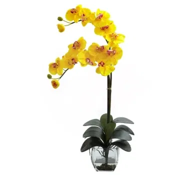 Włochy kwiaty- Żółta Roślina Phalaenopsis