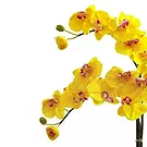 Vignone flowers  -  Yellow phalaenospys plant Flower Bouquet/Arrangement