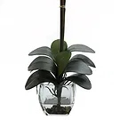 Vignone flowers  -  Yellow phalaenospys plant Flower Bouquet/Arrangement
