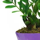 Vignone flowers  -  Zamia Plant Flower Bouquet/Arrangement