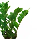 Vignone flowers  -  Zamia Plant Flower Bouquet/Arrangement
