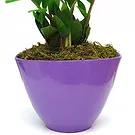 Vignone flowers  -  Zamia Plant Flower Bouquet/Arrangement